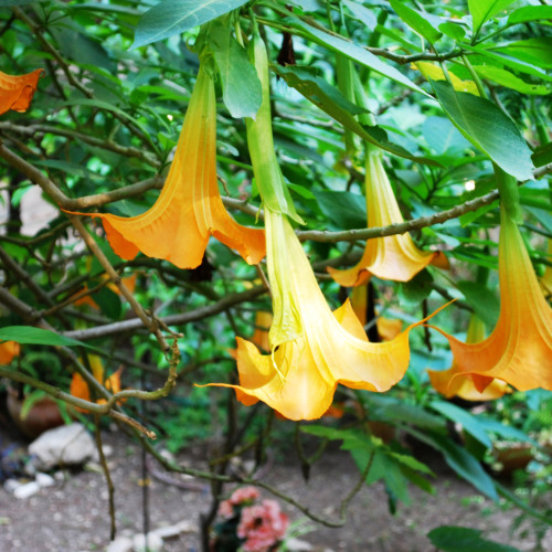 Night Flocks Of Angels Trumpet