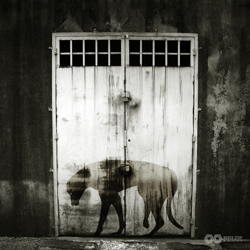 Markus Gibb - Dogtown