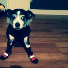 Here She Comes Now (Velvet Underground Cover)