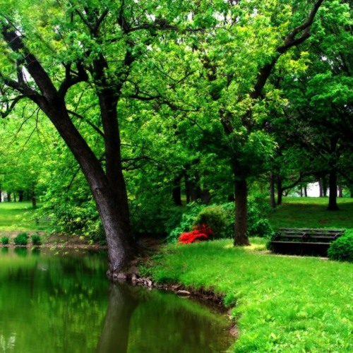 Tha Nhu Giot Mua - Ngoc Lan