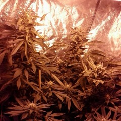 Sample-good things-*drizzleg*gspot*flex*phlosopher*