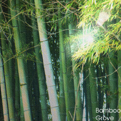 Bamboo Grove