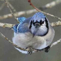 Blue Jay Sounds 3 at Maine
