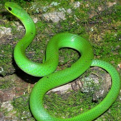 No Parents - You Got Snaked