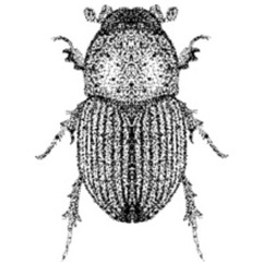 Coleoptera