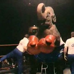 Elephant Boxing Ring