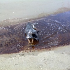 The Strokes - The modern age(cover)