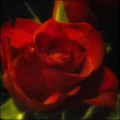 Red Rose