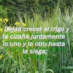 TENÍA QUE NACER , FALSOS PROFETAS DE EN MEDIO NUESTRO