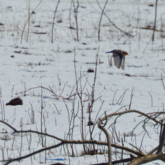 Winter Song (Sara Bareilles Cover)