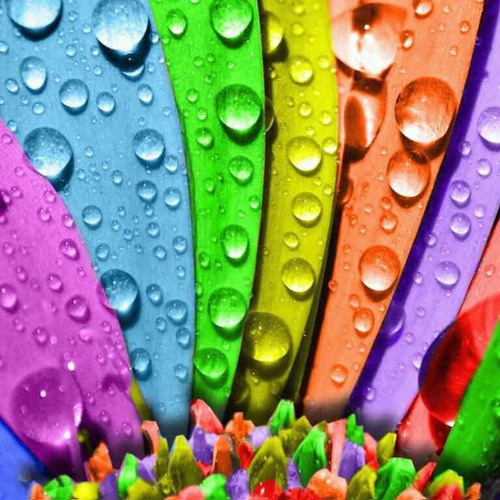 عثمان حسين  ربيع الدنيا