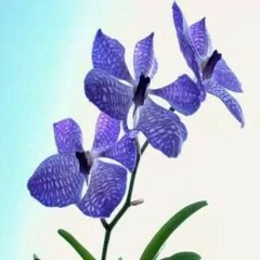 ေန ရာ တိုင္း မွာ............