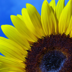 Stay Here In The Sun