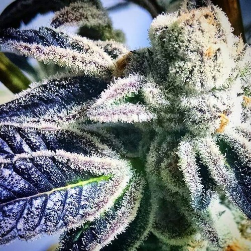 Bamboclat (Made with FL Studio Mobile