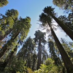 Hemp Tree X Roaring Lioness - Plant The Seed (with My Head To The Sky)