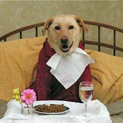 Eat Your Own Dog Food