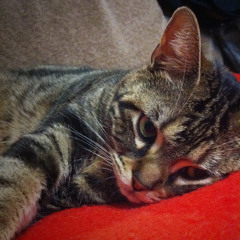 細野晴臣 - ネコブギー (Live)