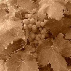 Blvck ceiling - River