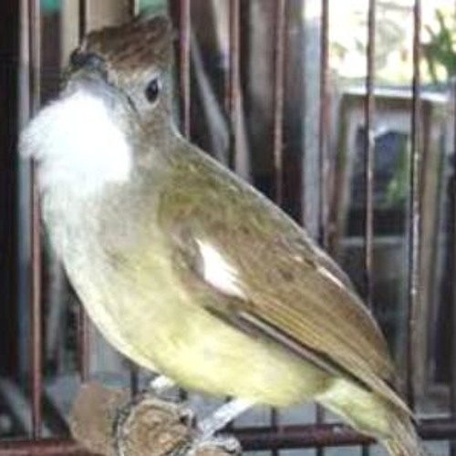 Suara Cucak Jenggot 1 - Suaraburungs.com