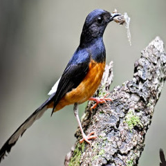MP3 Suara Kicau Burung Murai Isian Ciblek