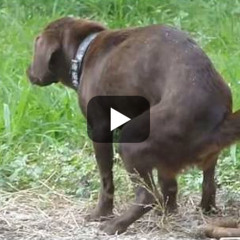 xxxxlefuegoxxxxlefuegoxxxx_no_more_goya_maria_coockies/marcela_donde_estas