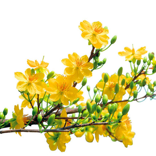 Apricot Blossom