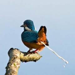 Birds so Dope