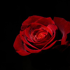 Klapa Šufit - Ne Diraj Moju Ljubav