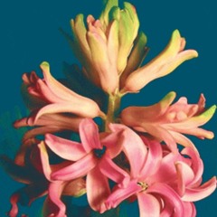 Haru no Hana ft. naE kaijū