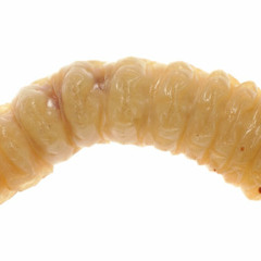 Larva