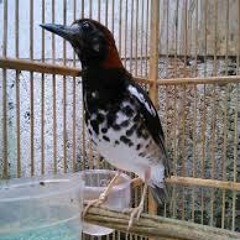 Download MP3 Suara Kicau Burung Anis Kembang