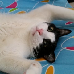 Positive Grid Bias crunch test