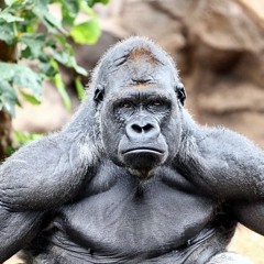 Rilla