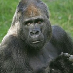 14 year old Go-RILLA "PANIC" at Humble Labs