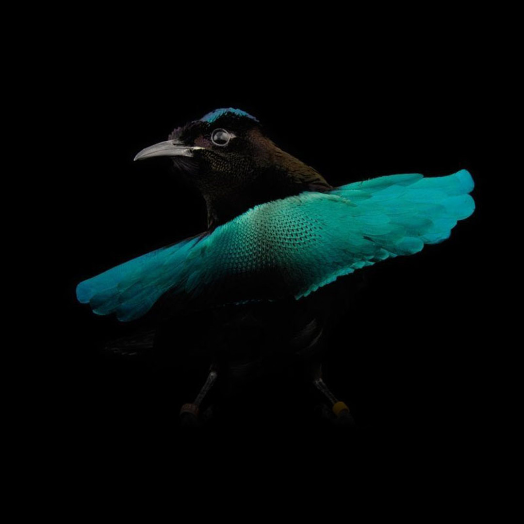 Stream Gidge - I Fell In Love (Colorise Edit) by Colorise | Listen online  for free on SoundCloud