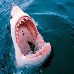 ИРИНА ТЮРИНА пресс-секретарь Российского Союза Туриндустрии