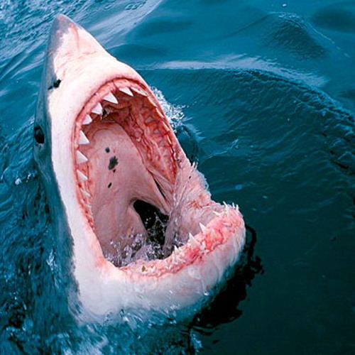 ИРИНА ТЮРИНА пресс-секретарь Российского Союза Туриндустрии