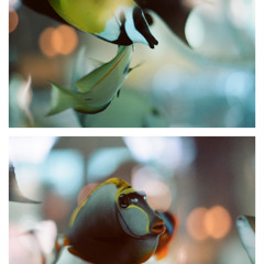 Eda Baba & Güney Marlen - Son Sigaramsın (Eski Bando Unplugged 2014 - Chez Rosette - Paris)