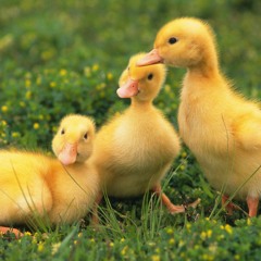 Chicken Dance. Танец маленьких утят