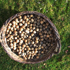 more nuts, more time for Robert Filliou ( time In a nutshell)