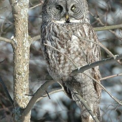 Great Grey Owl