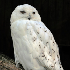 Snowy Owl