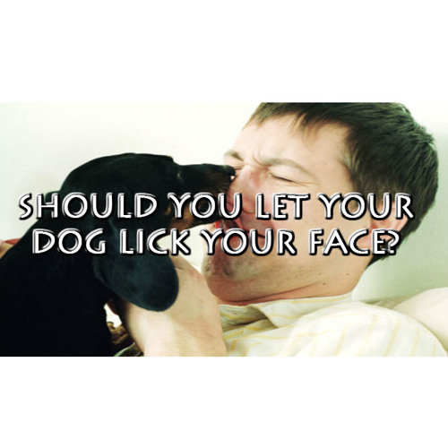 Stream Should You Let Your Dog Lick Your Face? by Ian Sterling Leishman