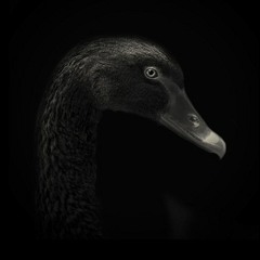 Black Swan Event - Darkglass (rough mix-no vocals)