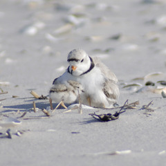 Listen to the peeps of a Piping Plover along Lake Michigan