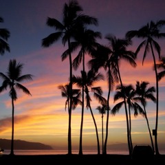 palm trees.