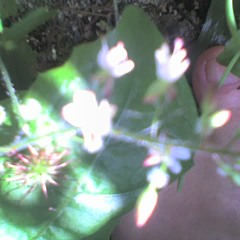 Well Worn Tracks - music and vocals Avril Harwood-Yospa