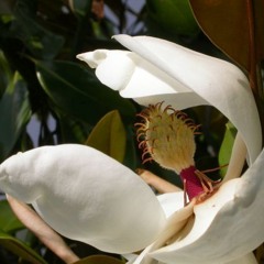 Raduysia Maria (Ave Maria in Russian)