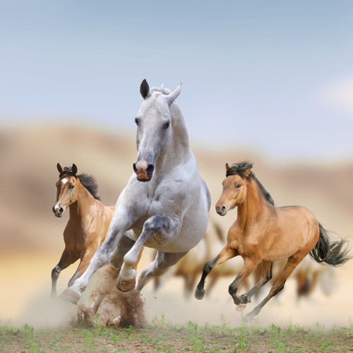 Running Free