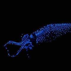 Bioluminescent - Squid